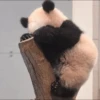Panda 25
