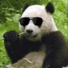 Panda 26