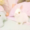 sOft rabbit 23