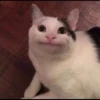 Cat moods’ 21