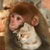 MONKEY 23