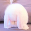 sOft rabbit 24