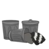 Raccoons 14