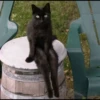 Cat moods’ 22