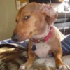 Pissed dog 21