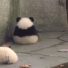 Panda 27