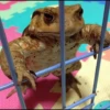 Frogs and toads 23