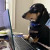 Pissed dog 22