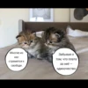 quotescats 26