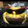 Frogs and toads 25