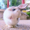 sOft rabbit 25