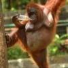 MONKEY 26