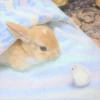 sOft rabbit 26