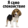 Puppies 25