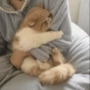 Cat moods’ 25