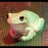 Frogs and toads 26