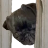 pug_leonid 22
