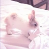 sOft rabbit 27