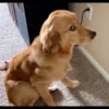 Pissed dog 23