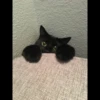 Cat moods’ 26