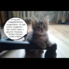 quotescats 27