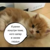 quotescats 28