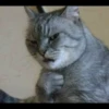 Cat moods’ 27