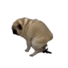 pug_leonid 24