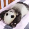 Panda 28