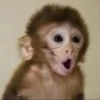 MONKEY 28