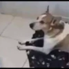 Pissed dog 24