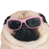 pug_leonid 25
