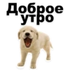 Puppies 26