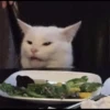 Cat moods’ 28