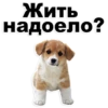 Puppies 27