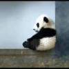 Panda 29