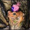 Frogs and toads 27