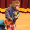 MONKEY 29
