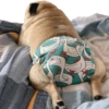 pug_leonid 26