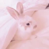 sOft rabbit 28