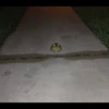 Frogs and toads 28
