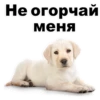 Puppies 28