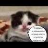 quotescats 29
