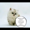 quotescats 30