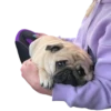 pug_leonid 28