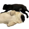 pug_leonid 29