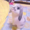 sOft rabbit 29