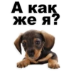 Puppies 29