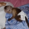 MONKEY 30