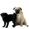 pug_leonid 30